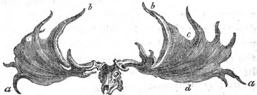 [Antlers of Irish deer]