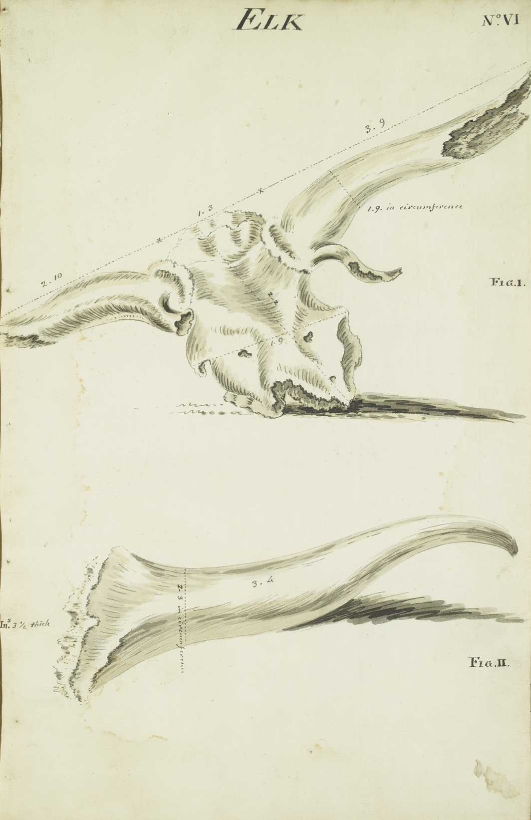 Elk antlers - Bog of Allen