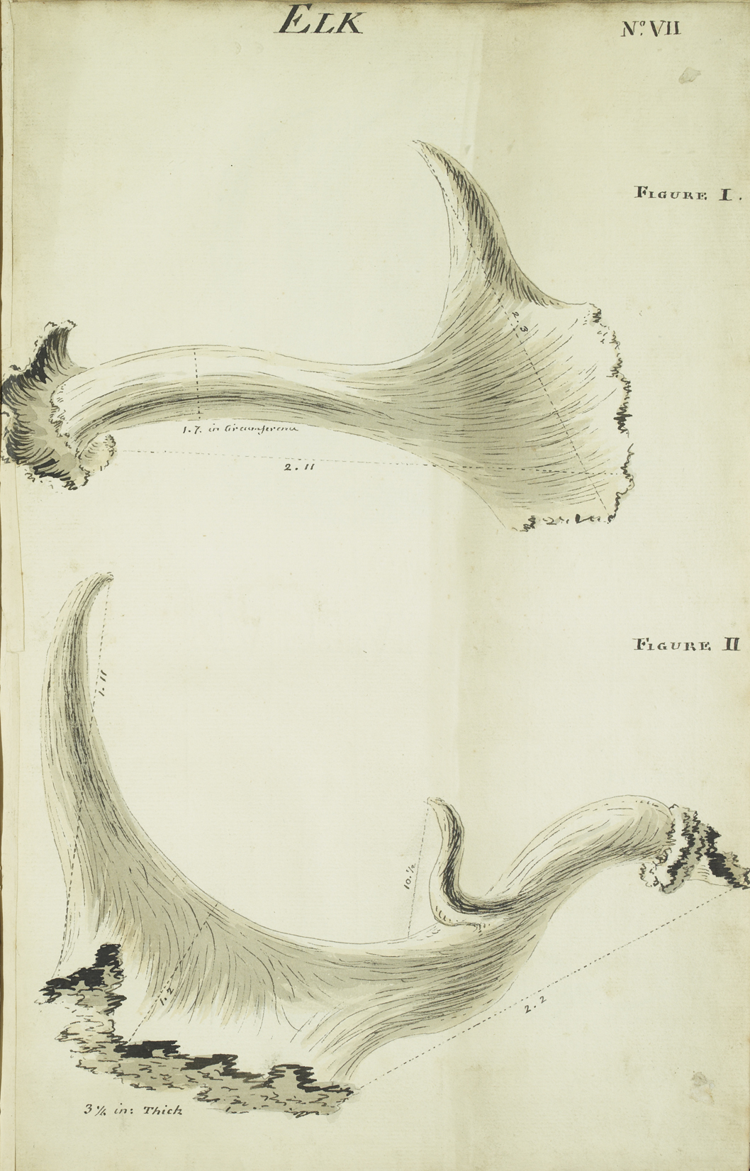Elk antlers