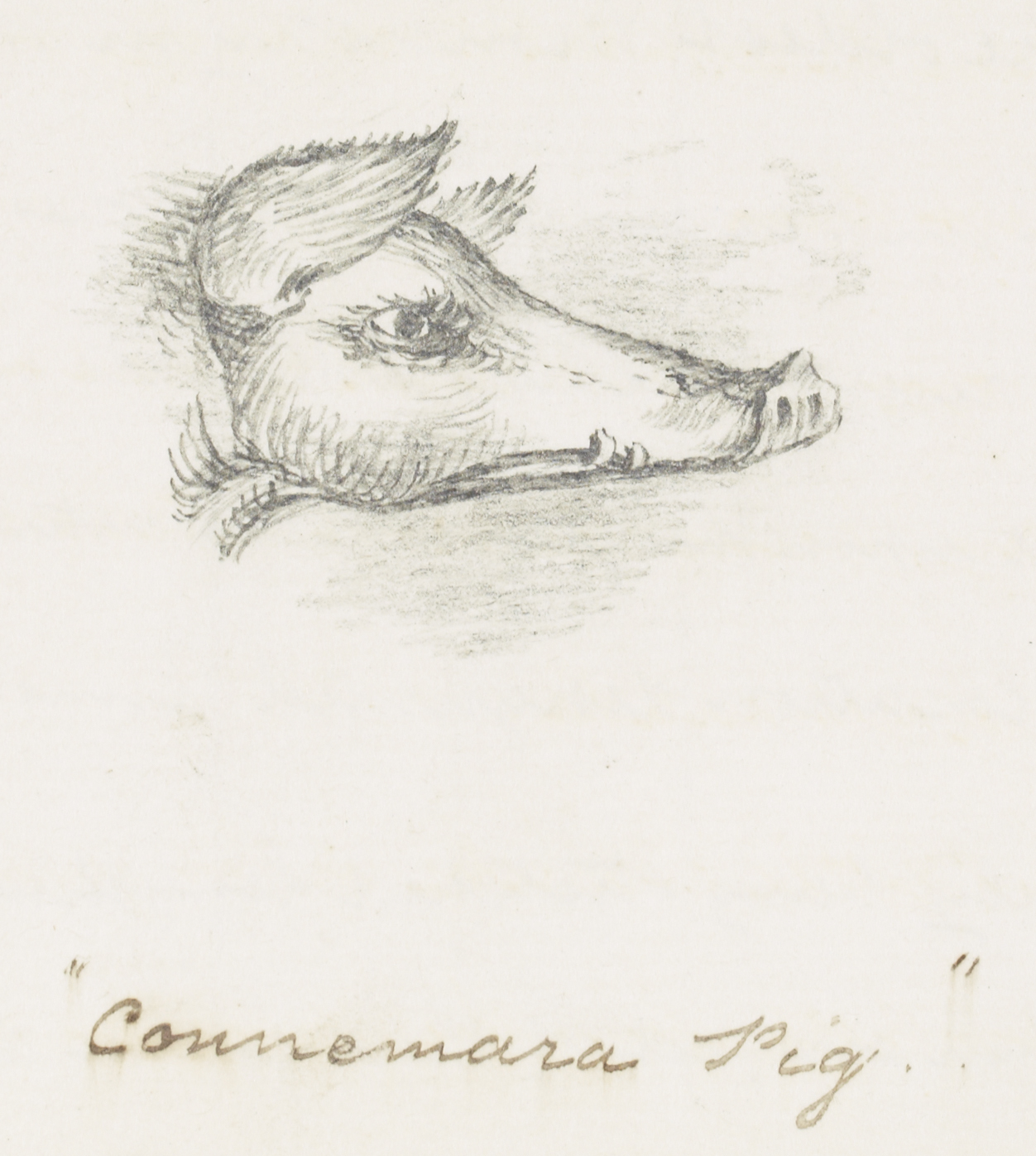 Connemara Pig