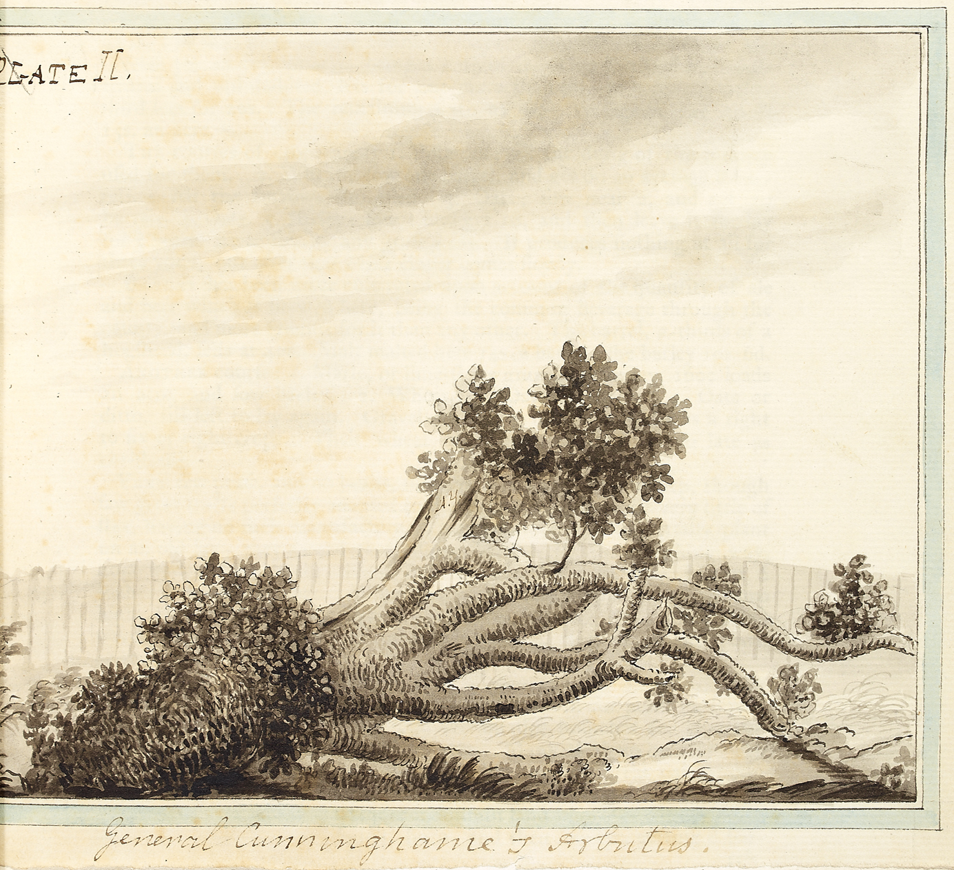 General Cunninghame’s Arbutus