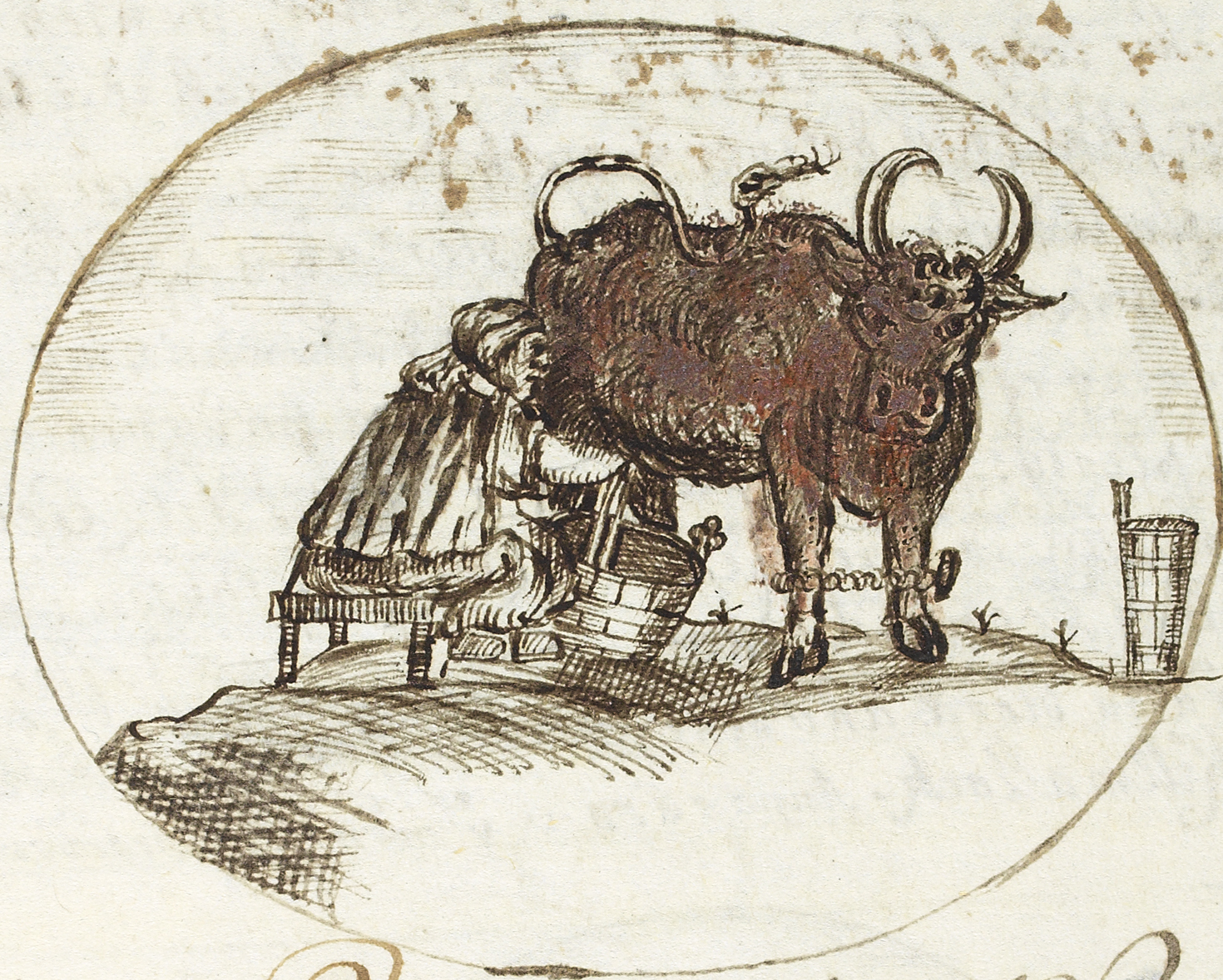 Milking a cow