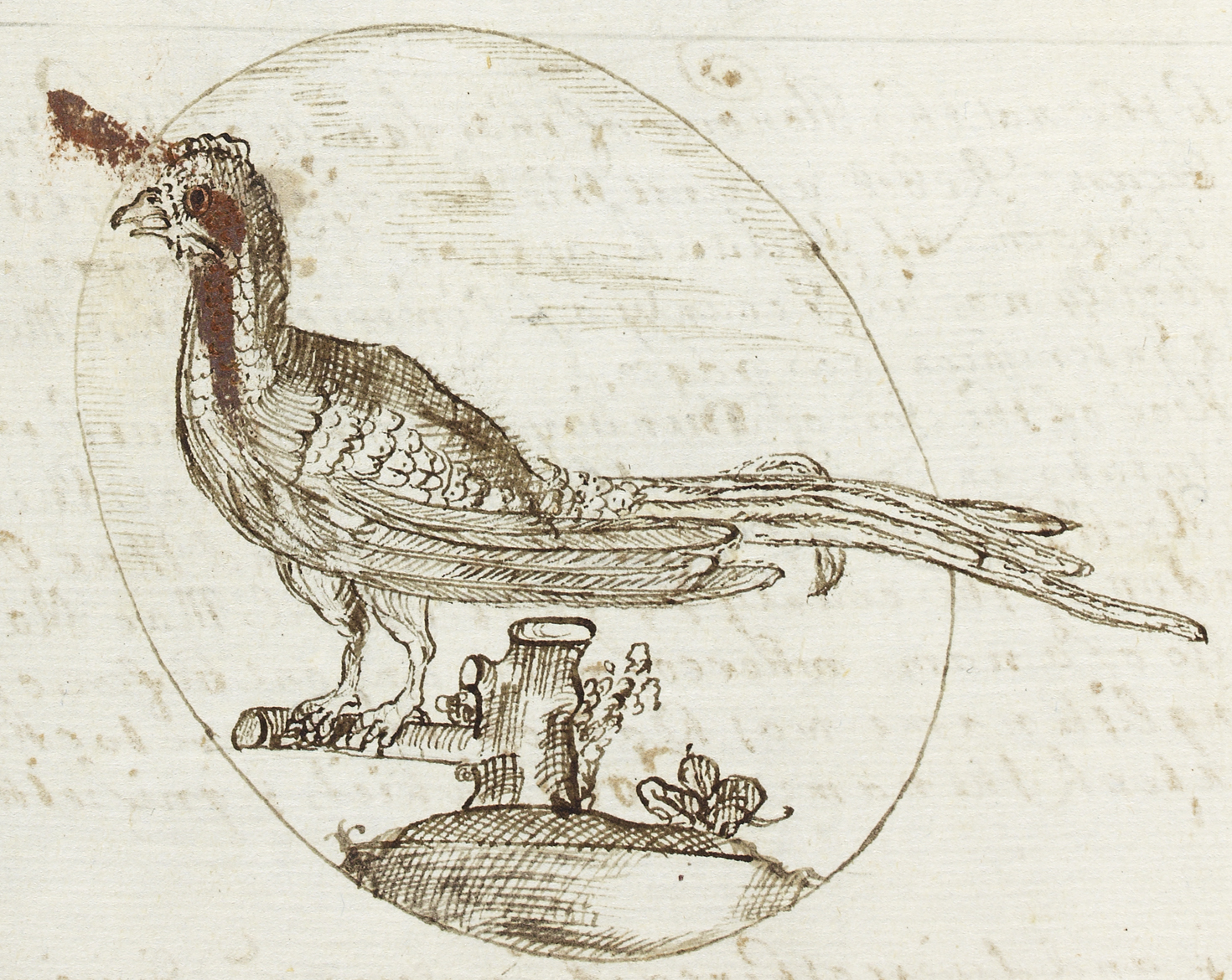 A pheasant